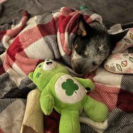 Australian Cattle Dog and Miniature Schnauzer Puppies from B & E Farms