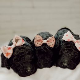 Poodle Puppies from Simplicity Poodles