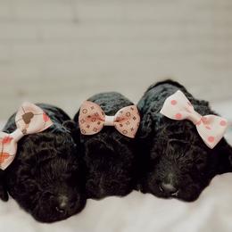 Poodle Puppies from Simplicity Poodles