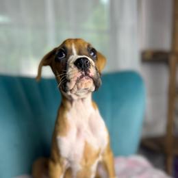 Girl 1 - Fawn female Boxer puppy in Prestonsburg, Kentucky from Diamond Standard Boxers