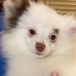 Paddy - Pomeranian