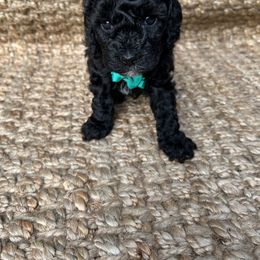 Goldendoodle Puppies from Our Darling Doodles