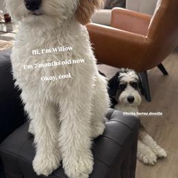 Bernedoodle, Goldendoodle, and Sheepadoodle Puppies from High Desert Doodles