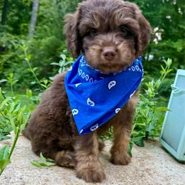 Bonsai - Red phantom male Aussiedoodle puppy in Chattanooga, Tennessee from Leafy Acre Mini Farm