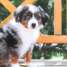 Miniature American Shepherds and Miniature Australian Shepherds from Twisted H Aussies