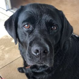 Labrador Retrievers from Kaufmann English Lab
