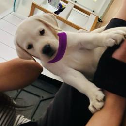 Girl 3 - Yellow female Labrador Retriever puppy in Santa Clarita, California from Five Star Labradors