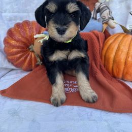 Tango - Black and silver male Miniature Schnauzer puppy in Harvest, Alabama from Walker Miniature Schnauzers