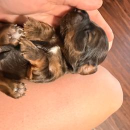 Shaded red - Red male Dachshund puppy in Campbell, Texas from Blooming Grace Homestead