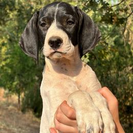 Rosemary - lime green collar - Black and white female German Shorthaired Pointer puppy in Mokelumne Hill, California from Underhill GSP