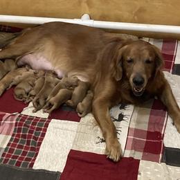Girl 1 - Dark golden female Golden Retriever puppy in Sacramento Area, California from Gold Country Golden Retrievers
