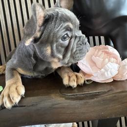 Blue fawn boy - Blue fawn male French Bulldog puppy in Livermore, California from Spoiled Frenchies