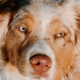 Aussiedoodles, Australian Shepherds, Miniature Australian Shepherds, and Toy Australian Shepherds from Firefly Horse Co Wellness Retreat Center