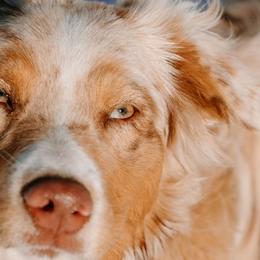 Aussiedoodles, Australian Shepherds, Miniature Australian Shepherds, and Toy Australian Shepherds from Firefly Horse Co Wellness Retreat Center