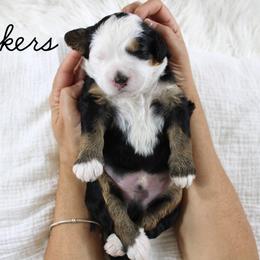 Yonkers - Tri-color male Bernedoodle puppy in Casa Grande, Arizona from AzDoodle Dandies