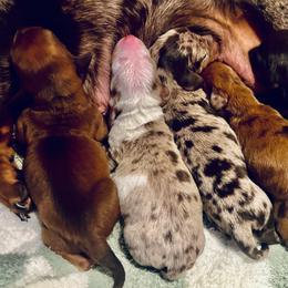 Bailey - Piebald male Dachshund puppy in Fontana, California from DOXI.E.