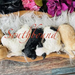 Dachshunds and Poodles from Southbound Kennel