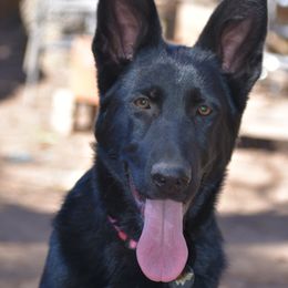 German Shepherd Puppies from Shepherds of Anarchy
