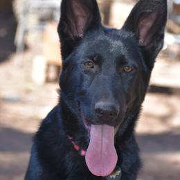 German Shepherd Puppies from Shepherds of Anarchy