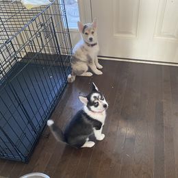 Pomsky Puppies from Pomsky‘s Palace
