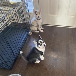 Pomsky Puppies from Pomsky‘s Palace