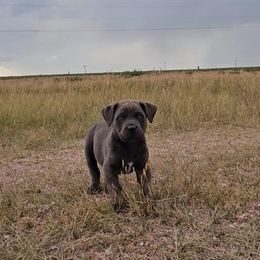 Boerboel Puppies from Standing Stone Boerboels
