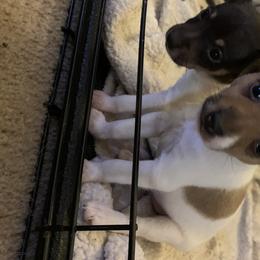 Toy Fox Terrier Puppies from Toy Fox Terriers A La Mode