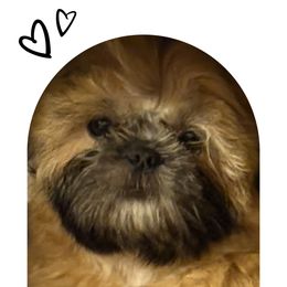 Shih Tzu Puppies from Shih-tzu Dynasty