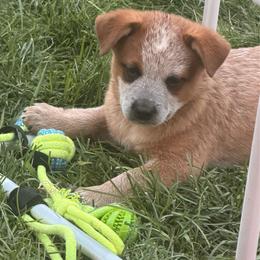 Robin - Red speckled male Australian Cattle Dog puppy in Billings, Montana from Sugarloaf French bulldogs and Australian cattle dogs