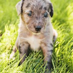 Aussiedoodle and Leopardoodle Puppies from A Puppy Crush