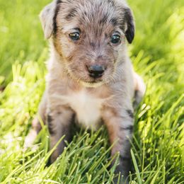 Aussiedoodle and Leopardoodle Puppies from A Puppy Crush