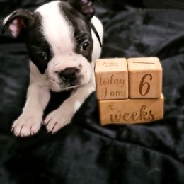 American Bully and Boston Terrier Puppies from Greenberg's Boston Terriers & Bullies of Metro Detroit