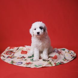 Ace - White male Sheepadoodle puppy in Los Angeles, California from Exquisite Doodles