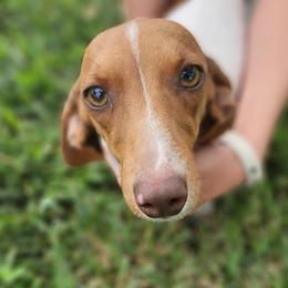 Dachshunds from Aimee Cantrell
