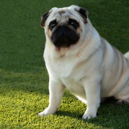 French Bulldog and Pug All Grown Up from FurEver Canine