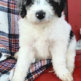 Aussiedoodle Puppies from RiverCity Doodles