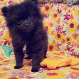 French Bulldog and Pomeranian Puppies from Purrs N Poms