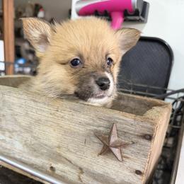 Boy 4 - Red male Pembroke Welsh Corgi puppy in Moulton, Alabama from Reed's Pembroke Corgi Welsh