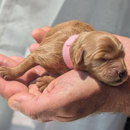 Pink collar - Cream female Goldendoodle puppy in Connecticut from Valley View Doodles