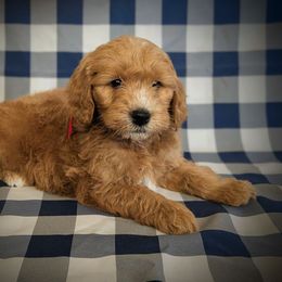 Billy Butcherson - Cream male Goldendoodle puppy in Coarsegold, California from Hobbit Hollow Acres