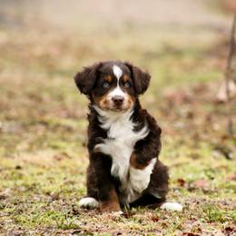 Rudy - Red tri male Miniature Australian Shepherd puppy in Fort Smith, Arkansas from Rye Hill Aussies