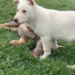 German Shepherd Puppies from Dream Works German Shepherds