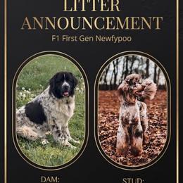 Newfypoo puppies from Bluegrass River Newfoundlands