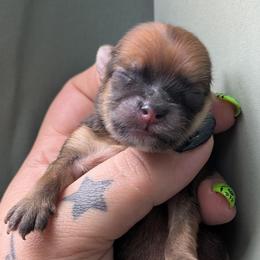 Louise - Orange sable female Pomeranian puppy in Utah from Pop Off Poms & Chis