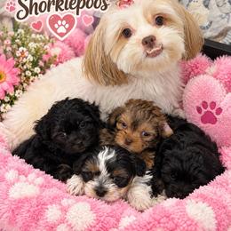 Yorkipoo puppies from Jenny La Bone