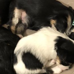 Morkies and Yorkshire Terriers from Lila’s Breeder Boutique