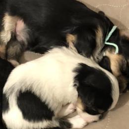 Morkies and Yorkshire Terriers from Lila’s Breeder Boutique