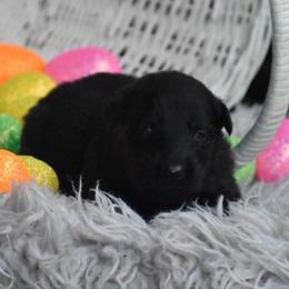 Orange Collar Black male - Black male German Shepherd puppy in Marianna, Florida from Haus M Godwin