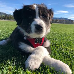 Miniature American Shepherd Puppies from HeartSong Australian Shepherds