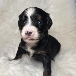 Goldendoodle Puppies from Luxe Doodle Haven